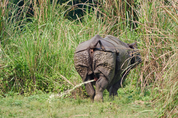 Back view of the Greater one-horned rhino (Rhinoceros unicornis) peeing in Chitwan National Park, Nepal © Eleseus