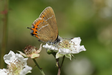 A stunning rare Black Hairstreak Butterfly (Satyrium pruni) nectaring on a blackberry flower.