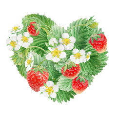 Red strawberry with white flowers heart bush hand drawn watercolor illustration. Food art, fresh botanical realistic painting. Summer berry clipart for restaurant, cafe menu, farm goods, vegan product