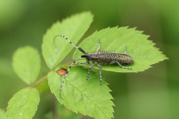 A Golden-bloomed Grey Longhorn Beetle, Agapanthia villosoviridescens, resting on a leaf in a woodland clearing.