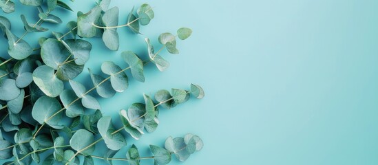 Bouquet with eucalyptus branches on blue background. Eco friendly holiday floristic composition with eucalypt bouquet. Floristic background. Flat lay, vertical format. Copy space image