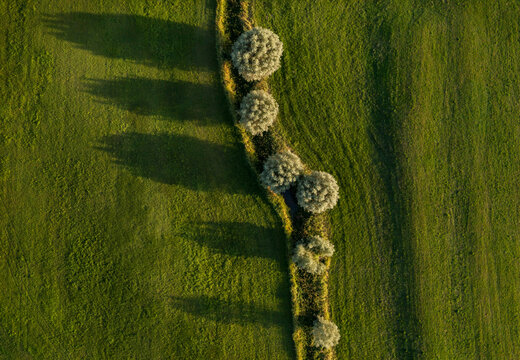 Trees in floodlands amidst green grass area near river IJssel, Netherlands