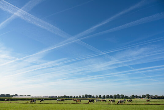 Cows grazing on agricultural field under cloud with vapor trails in Netherlands