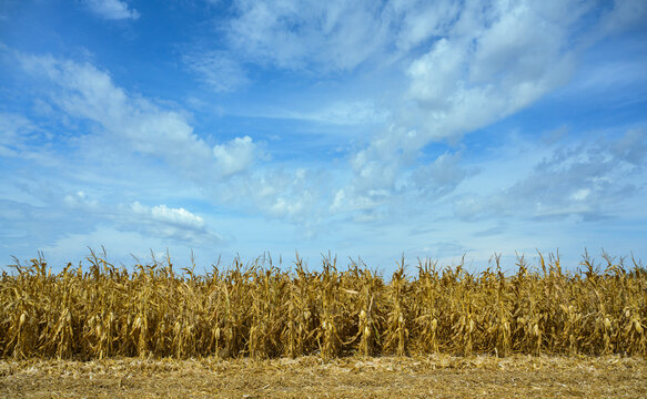 Damaged corn field after period of prolonged drought under cloudy sky in France