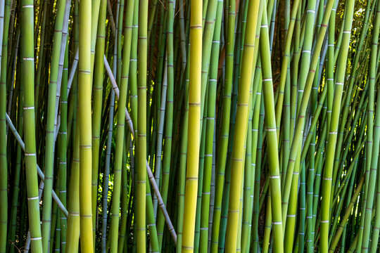 France, Occitania, Generargues, Bamboo grove in Bambouseraie en Cevennes