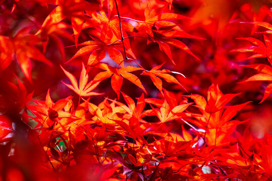 France, Occitania, Generargues, Red leaves of Japanese maple (Acer palmatum)
