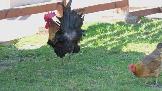 A rooster struts through an organic enclosure on a sunny day. Its vibrant feathers pop against the sandy and wooden backdrop. Poultry farming in an agritourism setting.