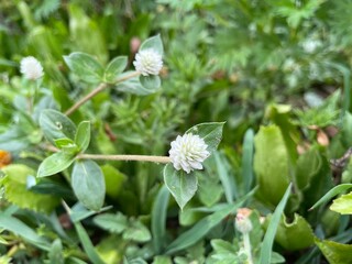 Wild globe everlasting or Gomphrena weed small white flowers The petals have several pointed tips. There are two flowers attached to the stem.