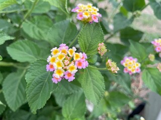 Fototapeta premium Weeping Lantana It's a small flower. There are many colors in one bouquet. The outside of the petals are pink with an orange center. The inside is white and the center is yellow.