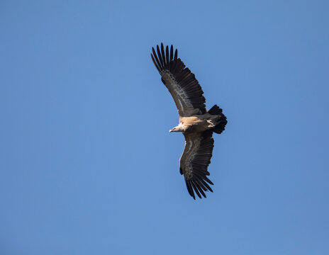 Eurasian griffon vulture (Gyps fulvus) flying against clear sky