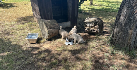 Sivas Kangal dog puppies eating food. Cute puppies in the garden