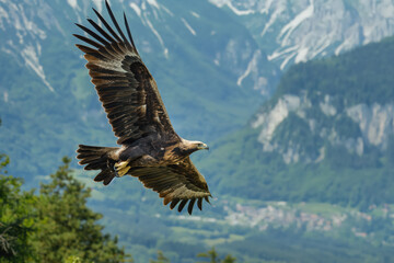 Golden eagle flying over mountain valley with open wings