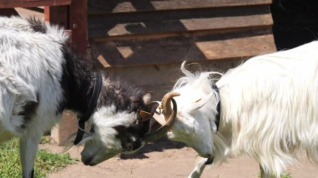 Two goats are head-butting each other in an enclosure. The scene takes place on a sunny day at a farm, where the animals engage in this natural behavior as part of their interaction.