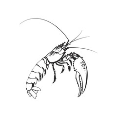 Weaver Crustacean silhouette black and white (Shrimp)