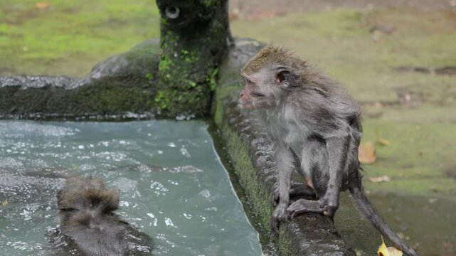 Macaque animal contemplates joining monkey tribe, wet fun, slow motion
