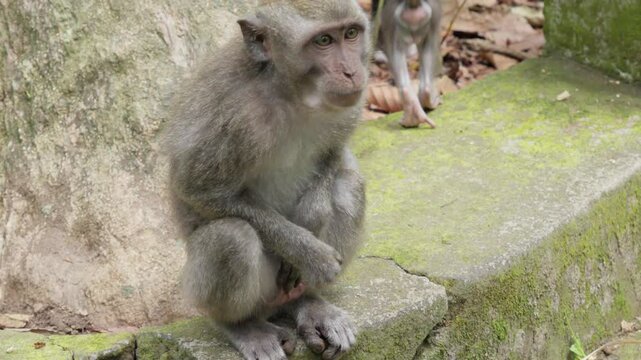 Macaca fascicularis (long-tailed, crab-eating macaque), primate species