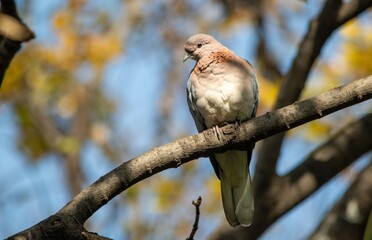 A laughing dove isolated in a tree in an urban garden in South Africa