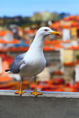 Seagull and Porto, Portugal panorama