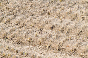 rice straws in the field after harvest