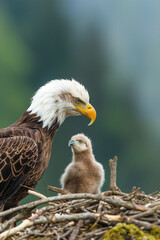 Obraz premium Bald eagle parent guarding its young chick in nest