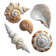 Four sea shells with intricate patterns and textures, isolated on white background.
