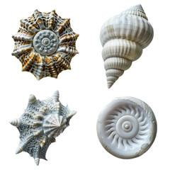 Four sea shells with intricate patterns and textures, isolated on white background.