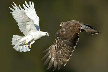White and brown hawk flying in the air, facing each other with open wings