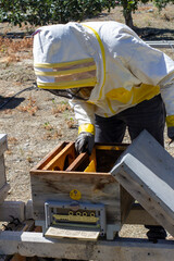 Bee Keeper, Close-up view of beehive and honey combs