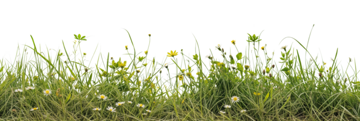 Closeup panorama banner of a meadow with green grass and wild flowers isolated on a transparent background