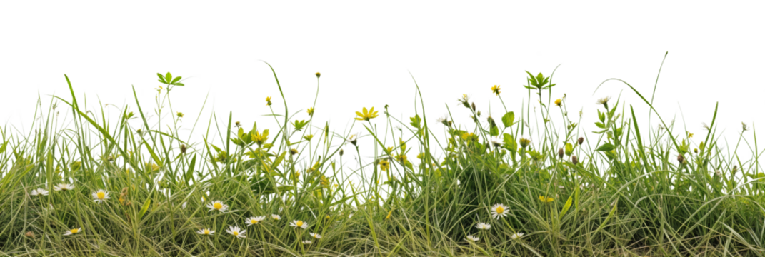 Closeup panorama banner of a meadow with green grass and wild flowers isolated on a transparent background - Powered by Adobe