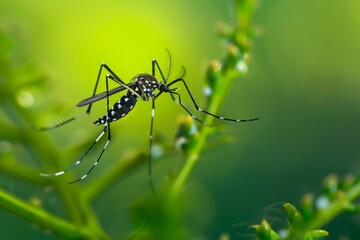 Aedes Aegypti Mosquito Perched on Green Stem