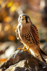 American kestrel standing on rock in autumn