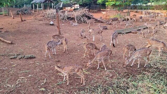 Ragunan Zoo, Jakarta, Indonesia : Footage of Rusa Tutul, Cheetal, Chital, Axis deer or Spotted deer are gathered in the enclosure enjoying the grass and a herd of spotted deer are gat 