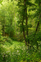 A tranquil path winds through a dense forest of tall,evergreen trees,with sunlight filtering through the foliage.