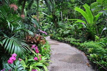 Botanic Garden. Singapore's Tropical Oasis with Orchid Collection and Lush Green Flora