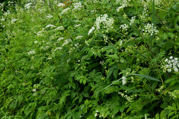 Close up of Aegopodium podagraria , escaping the Ordinary or ground-elder.