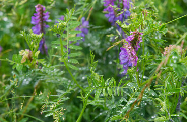 Close up of blue wild mouse pea flowers