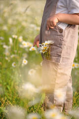 A child's hand is pointing to a bunch of daisies that are in the pocket of his pants. A child stands in a field of daisies. Close-up photo, side view.