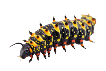Caterpillar in its natural habitat isolated on transparent background