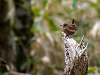 森の中で枯れ木に留まっているミソサザイ