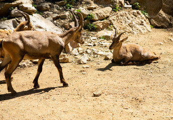 Ibex mountain goats are taking a rest