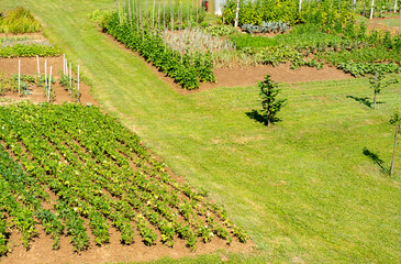 Small garden with plenty of vegetables
