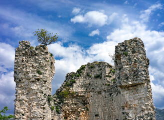 Tree is growing on top of old castle remain named Vecka kula