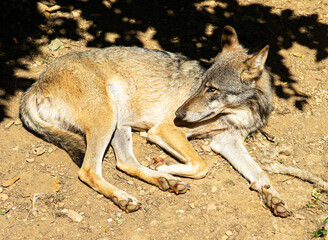 Wolf is taking a rest on a sun.