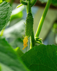 Ripe green cucumbers with yellow flowers growing in the greenhouse