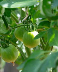 green tomatoes unripe in the greenhouse