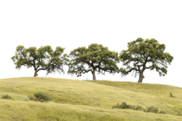 panoramic landscape of rolling hills covered with ancient oak trees, under a dramatic sky, highlighting the wood grain in tree trunks.