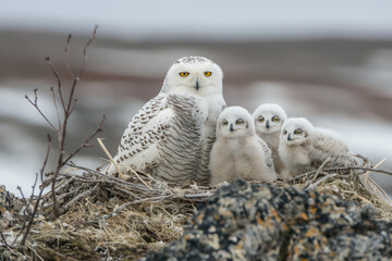Fototapeta premium Mother snowy owl guarding three owlets in nest