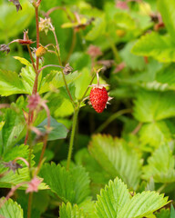 red ripe strawberry against green leaves