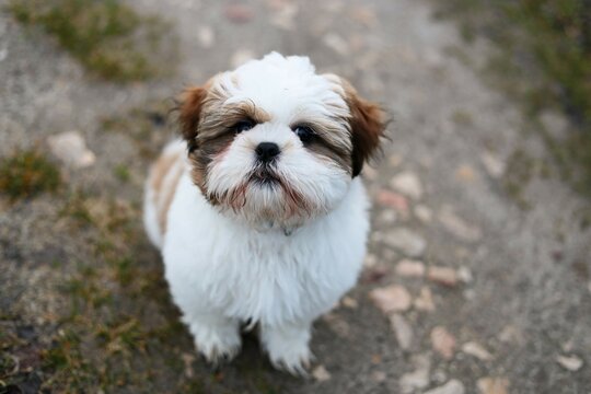 Shih-tzu - piesek
